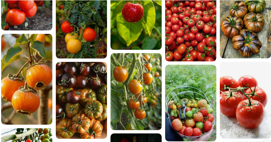 Five Top Tomato Tips for a Bountiful Harvest